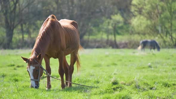 Thin Chestnut Horse Eating Grass While Grazing on Farm Grassland Pasture