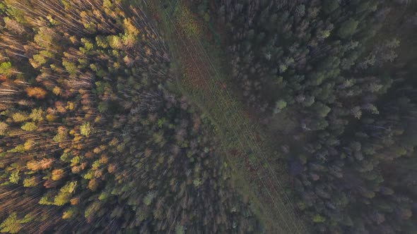 Aerial Top Down View at Autumn Forest