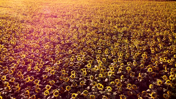 Aerial Drone View Flight Over Ver Field with Ripe Sunflower Heads