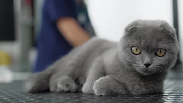 Grey cat waiting for visit at veterinarian. Shot with RED helium camera in 4K.