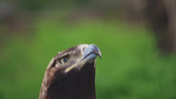 The Eagle Takes Off Abruptly From the Ground