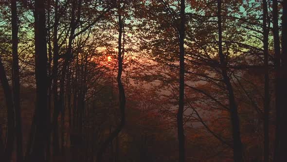 In A Forest The Sun Sets Behind The Mountains