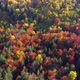 Drone of autumn day with beautiful vibrant colorful leaves in the trees. Background and textures. - VideoHive Item for Sale