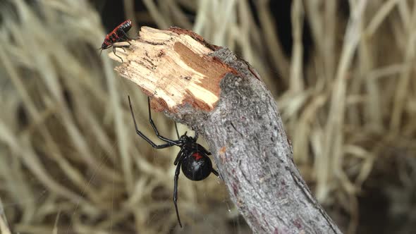 Fire Beetle walking on stick above Black Widow Spider