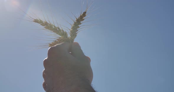 Wheat In Hand