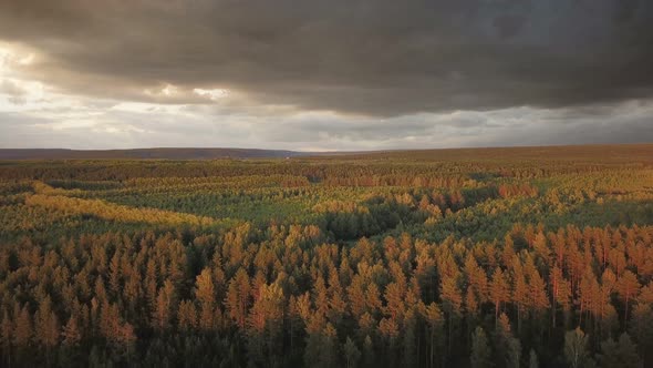 Forest At Sunset