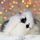 A small black and white rabbit in New Year's decorations. - VideoHive Item for Sale