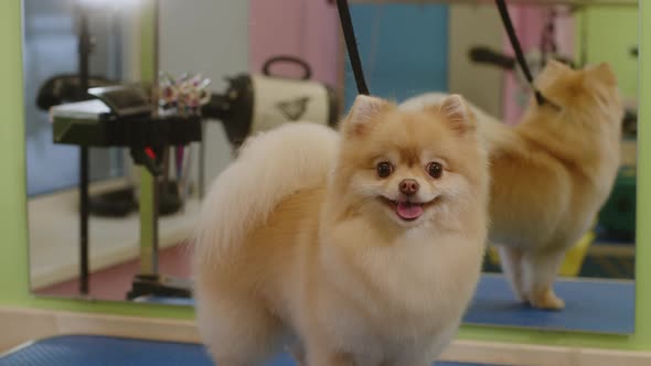 Happy Little Spitz Dog Smiles After Bathing in the Grooming Salon  Medium Plan