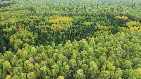 Aerial Panorama. Drone Flight Over a Beautiful Autumn Forest.