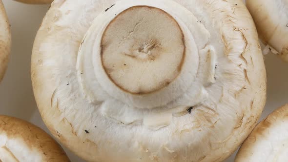 Champignons, close up