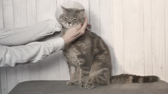 Veterinarian Remove a Cat's Veterinary Collar alt