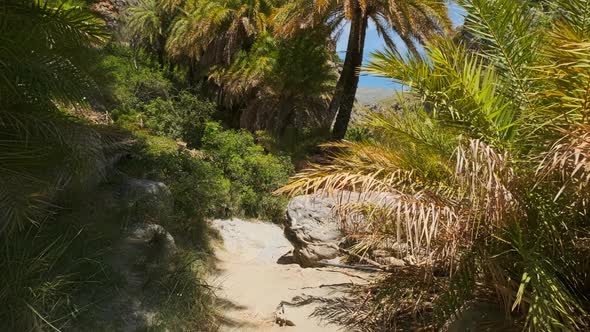 Walking in the Palm Forest. Crete Island, Greece