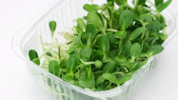 Microgreens. Fresh sunflower seeds micro greens in container for delivery or sale