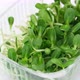 Microgreens. Fresh sunflower seeds micro greens in container for delivery or sale - VideoHive Item for Sale