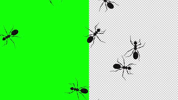 10 Black Ants - Passing Screen - Top View - Transparent and Green Screen