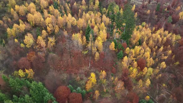 Autumn Sunrise in the forest