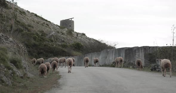 Sheep Flock Along The Rural Road Near A Rocky Hill In Serra de Aire e Candeeiros Natural Park In Por