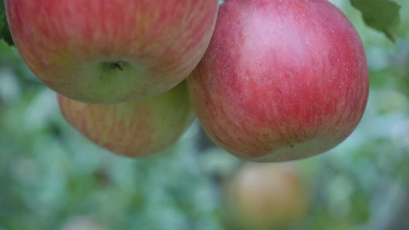 Organic red fresh apples on the tree branches 4K 2160p 30fps UltraHD  tilting video - Juicy tast red