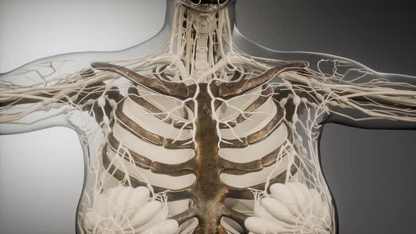 Transparent Human Body with Visible Bones alt