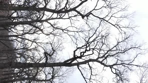 Vertical Video of the Forest with Trees Without Leaves Slow Motion