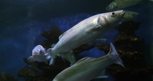 Sea Bass, dicentrarchus labrax, Group Swimming, Slow motion 4K