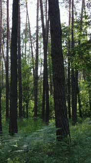 Vertical Video of a Forest with Trees