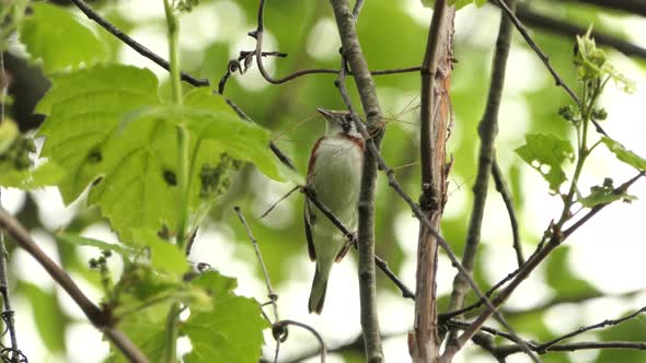 Chestnut Sided Warbler Female Holds Grass Stalk in Beak for Nest Building, Closeup