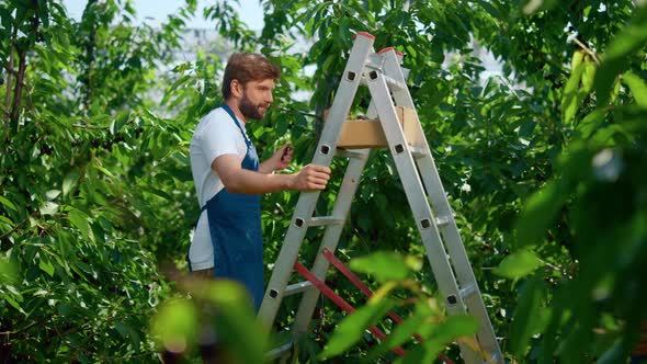 Farmers Cooperating on Plantation Collecting Berry Checking Production Level