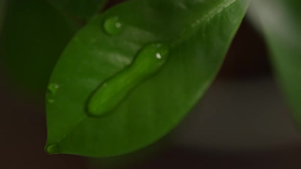 Water Drops on a Leaf 100