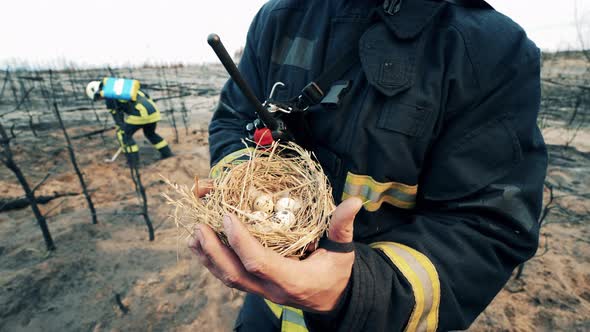 Firefighter is Showing a Rescued Bird's Nest with Eggs