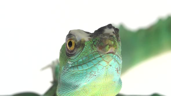 Green Basilisks or Basiliscus Basiliscus on White Background. Close Up.