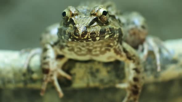 Malayan giant toad frog or river toad.