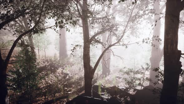 Sun Beams Pour Through Trees in Foggy Forest alt