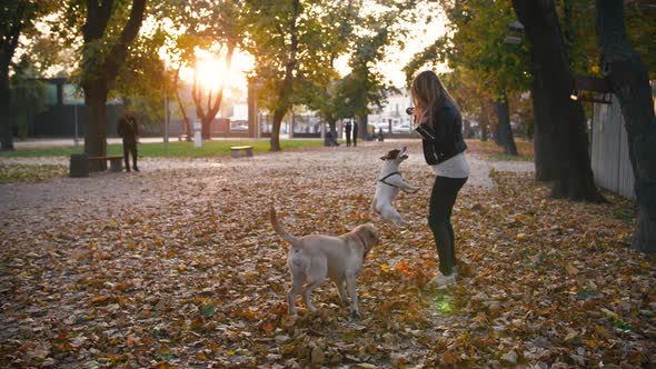 Young Woman Playing with Two Dogs in Autumn Park During Sunset Slow Motion