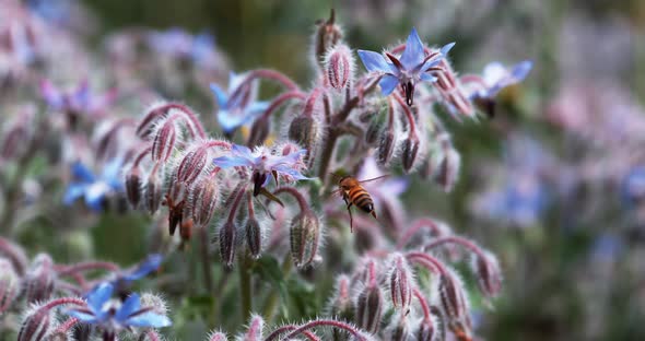 European Honey Bee, apis mellifera, Bee foraging a borage Flower, Insect in Flight, Pollination Act