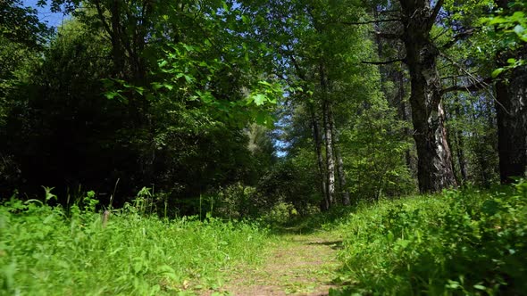 Walk in the woods along the trail