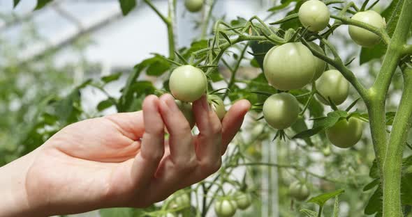 Woman Touching Green Tomatoes in the Garden