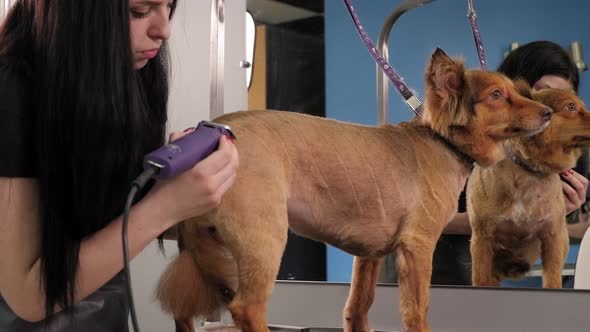 A Female Groomer Shaves a Dog with a Hair Clipper in a Dog Grooming Salon