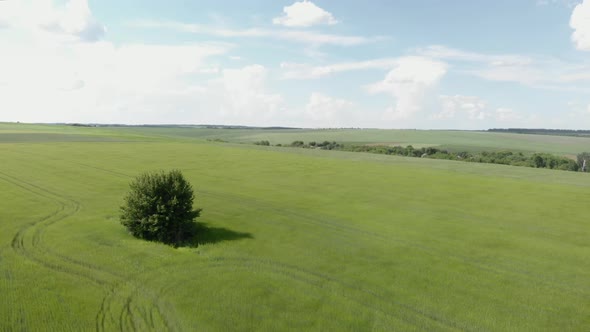 Lonely tree in green field