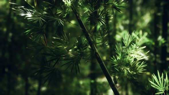 Green Bamboo Forest in Hawaii