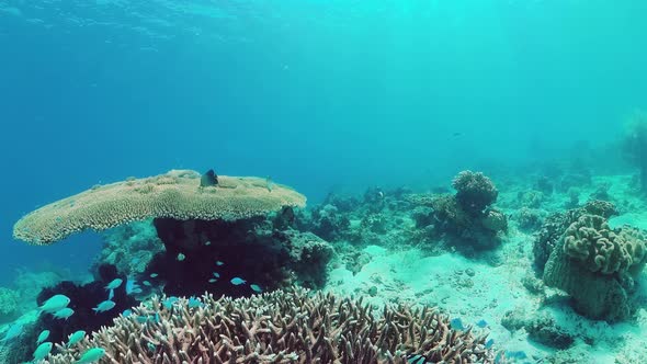 The Underwater World of a Coral Reef