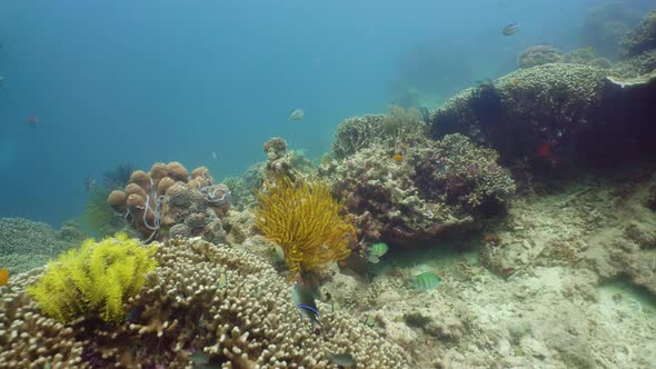 Coral Reef with Fish Underwater. Camiguin, Philippines