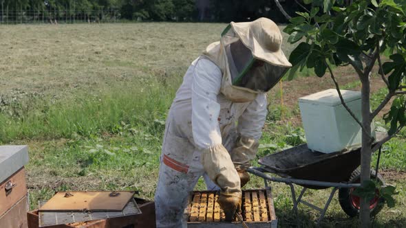 Beekeeper is working with bees and beehives