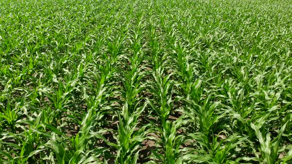 Farm Field with Corn. Green Field Top View.