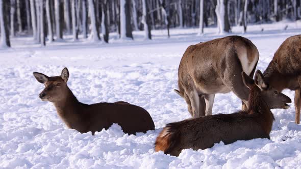 multiple elk laying down in the snow