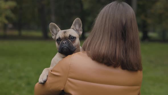 French Bulldog Sitting on Hands of Female Owner