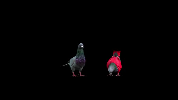 Pigeons 2