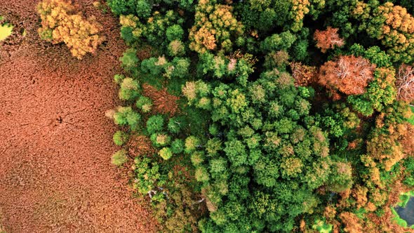 Brown swamps and forest in autumn. Aerial view of wildlife.