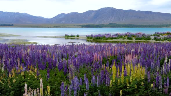 Beautiful Lupin Field at Lake Tekapo, New Zealand in Summer