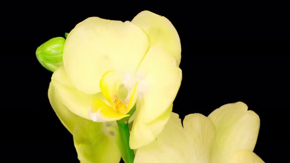 Blooming Yellow Orchid Phalaenopsis Flower